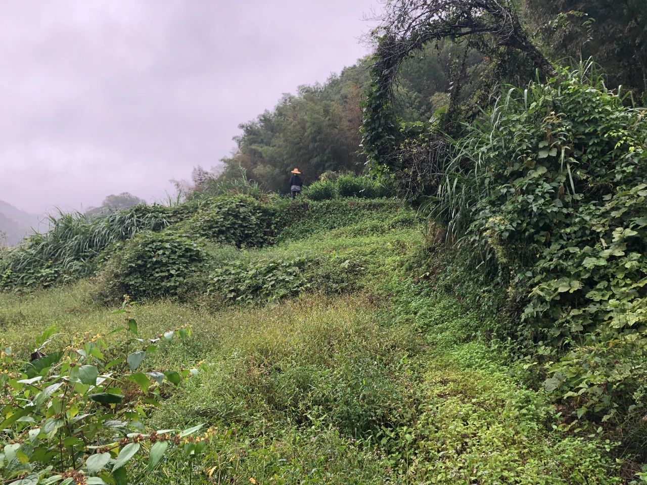 尊龙凯时人生就是搏妄想 | 我司土地整治项目二次荣登央视，，，，荒地变良田，，，，智绘好丰景